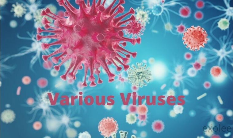 Various Viruses